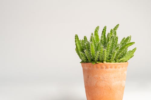 Green Cactus Plant on a Pot 