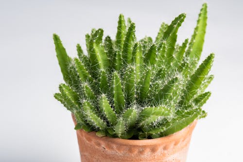 Close-up Photo of Prickly Succulent Plant 