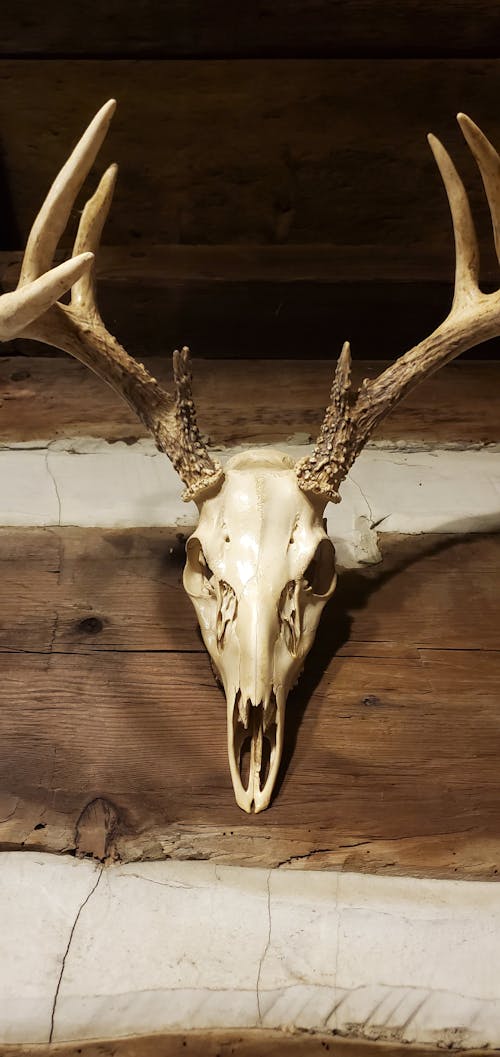 Free stock photo of buck skull, deer skull