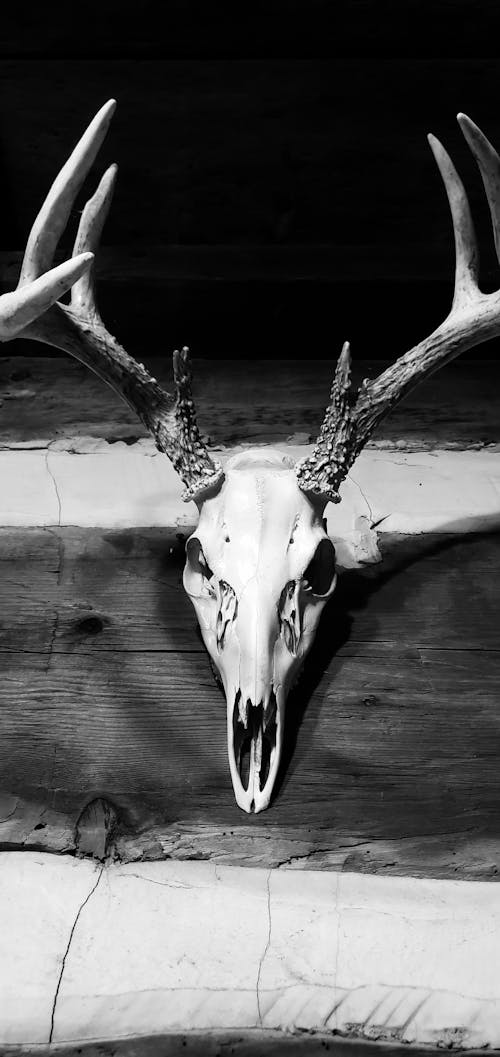 Free stock photo of deer, skull Stock Photo