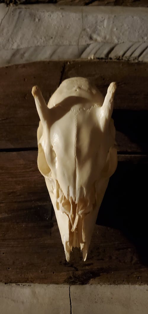 Free stock photo of fawn skull