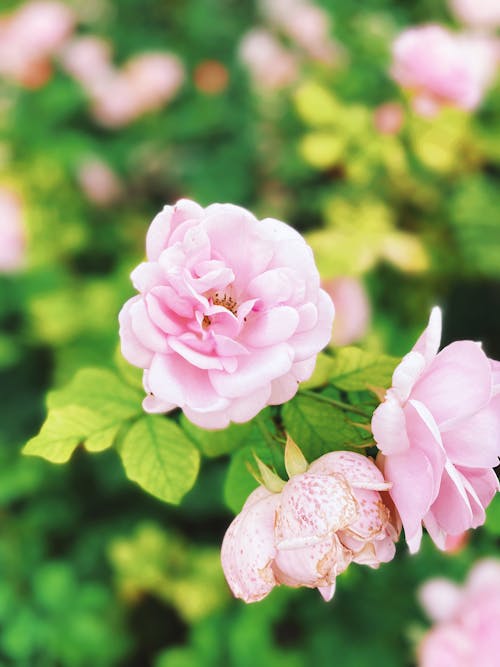 Close-Up Photo of Pink Flowers