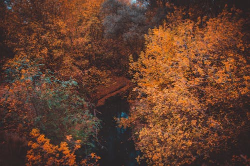 Aerial Footage of Autumn Trees