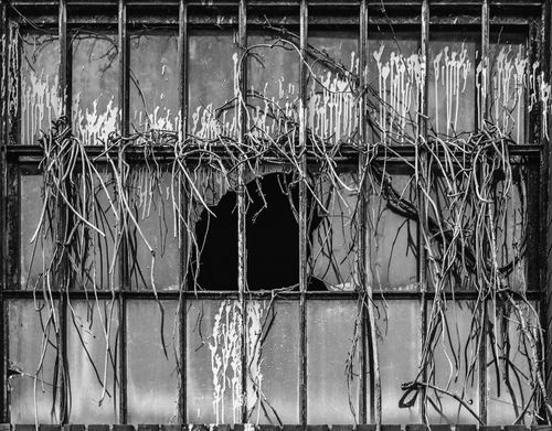 Free Black-and-white image of a broken window with vines in Raleigh, NC. Stock Photo