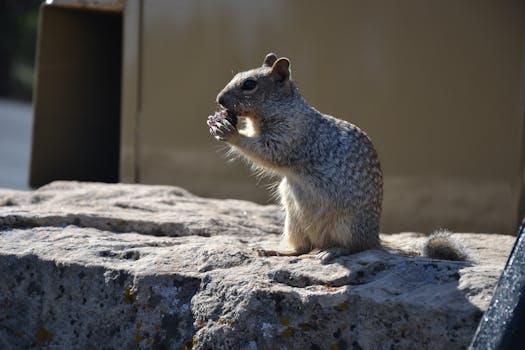 在户外自然光线下，可爱的松鼠在岩石上吃东西