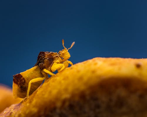 Macro shot of yellow insect crawling on blurred brown surface in evening nature