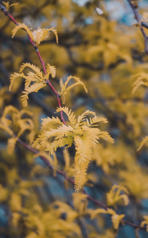 Безкоштовне стокове фото на тему «tilt shift, вертикальні постріл, Вибірковий фокус»