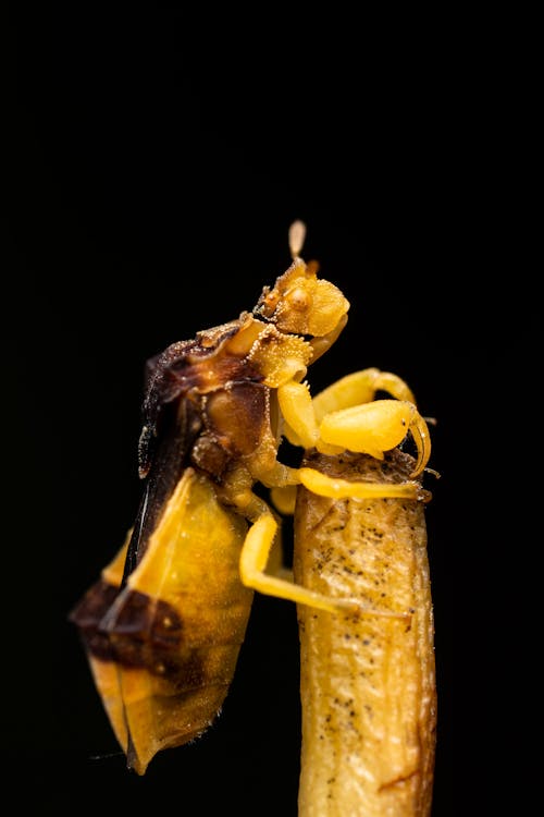 Yellow insect standing on twig in studio