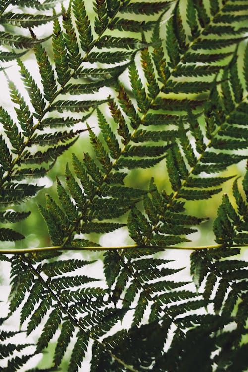 Close-up Photo of Fern Leaves