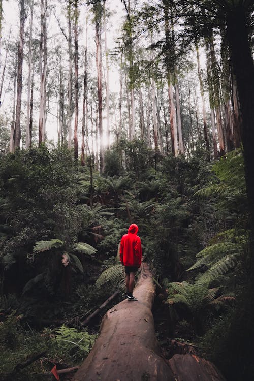 Back View of a Person Wearing a Red Hoodie Standing on a Log Bridge in a Forest