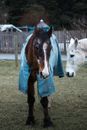A Horse Wearing a Caparison