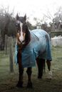 A Brown Horse Wearing a Caparison