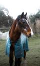 Photo of a Horse in a Caparison