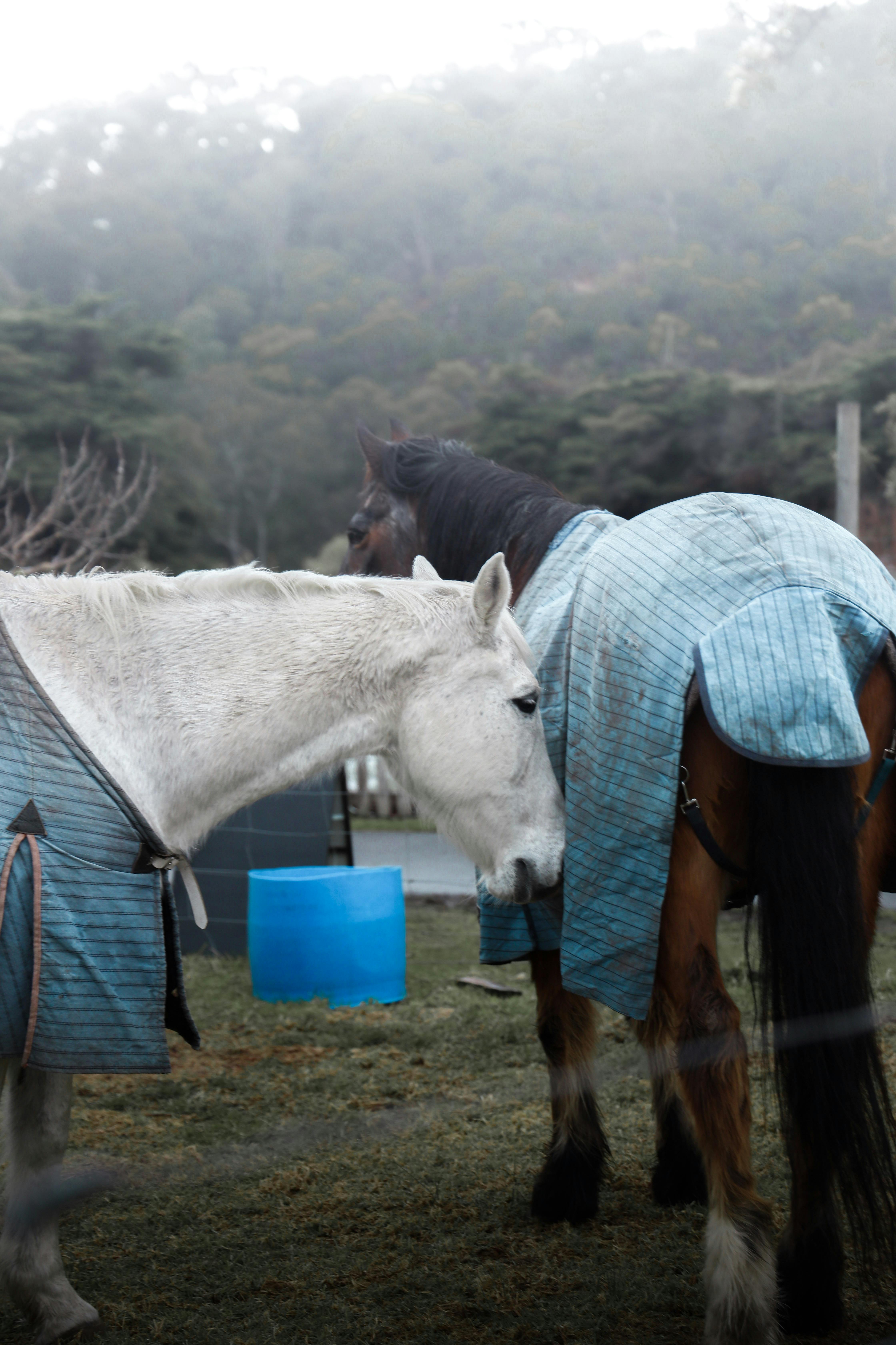 Two horses stand in a foggy pasture, wearing blankets for warmth.