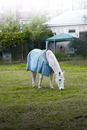 A White Horse Eating Grass