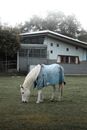 A White Horse Grazing on a Grass Field