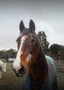 Close-up Photo of a Brown Horse Wearing a Caparison