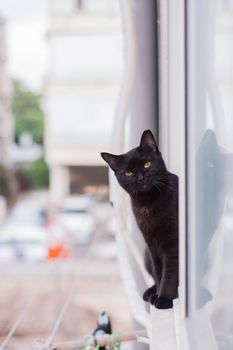一只好奇的黑猫从窗台向外张望，光滑的皮毛和亮黄色的眼睛展露无遗