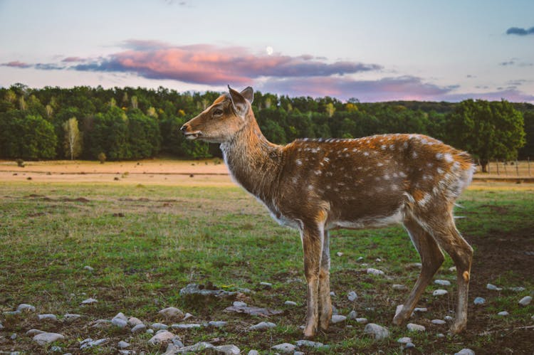 Photo Of A Spotted Deer