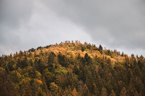 Trees on the Mountain Under a Cloudy Sky