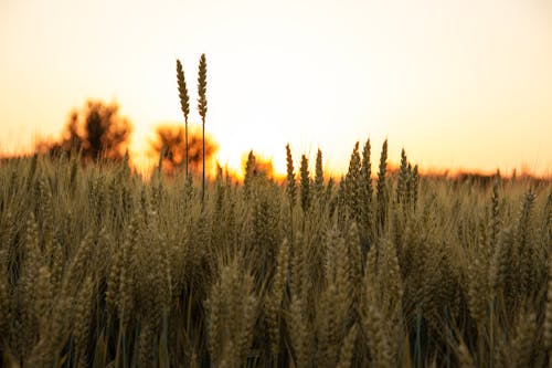 A Wheat Field at Sunset