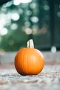 Ground level of vibrant small spherical vibrant orange Cucurbita pepo with long thin ribs and thick stem on ground in forest on blurred background