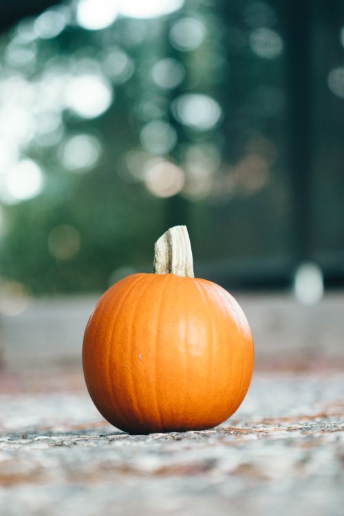 Free Ground level of vibrant small spherical vibrant orange Cucurbita pepo with long thin ribs and thick stem on ground in forest on blurred background Stock Photo