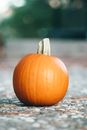 Vivid pumpkin on asphalt in daylight