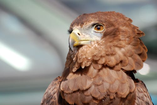 Wooden Brown Eagle Figure