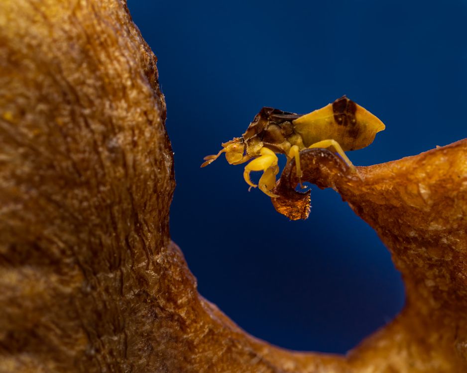 Yellow Crawling Insect Insect crawling on brown curvy surface in evening · Free Stock Photo