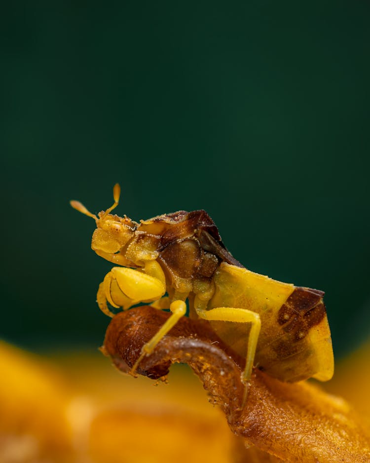 Insect Crawling On Brown Surface In Nature