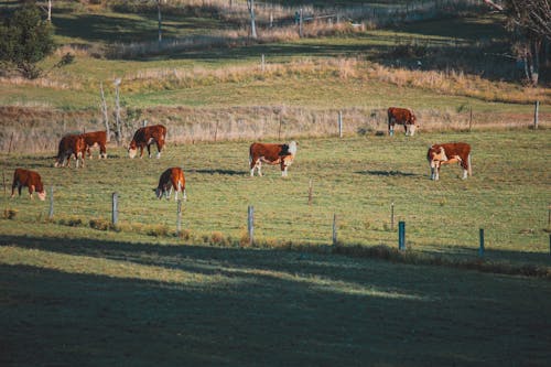 Free Photo of Brown Cows on Grassfield Stock Photo