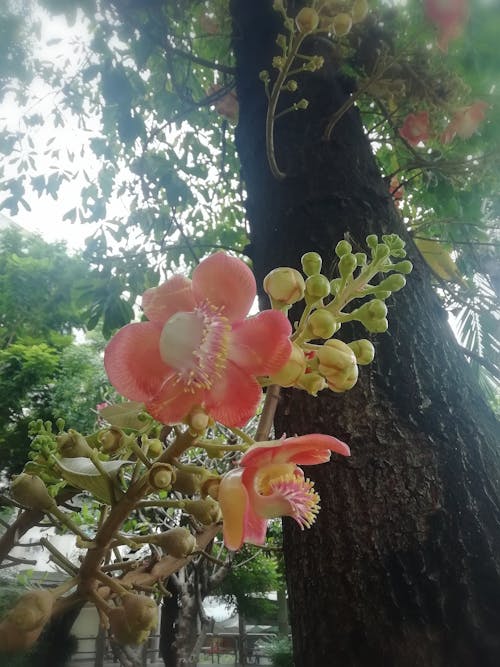 아름다운 꽃, 야생, 와일드 우드의 무료 스톡 사진