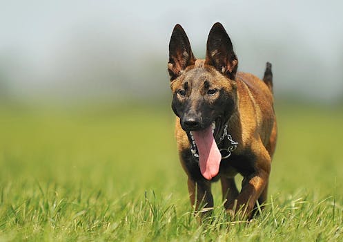 Belgian Malinois image image_3