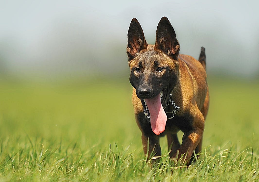 бесплатная Коричневая черная собака застряла языком на зеленых полях Стоковое фото