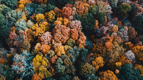Aerial view of background of colorful lush tree tops growing in forest in fall