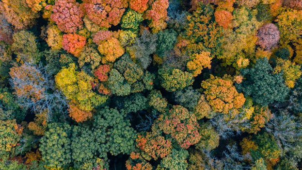Breathtaking aerial view of colorful autumn forest with vibrant foliage. Ideal for nature and seasonal themes.