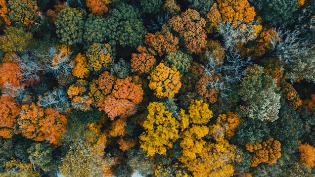 A breathtaking aerial shot capturing the vivid colors of an autumn forest canopy.