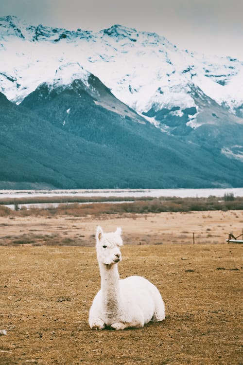 Photo of Llama laying on Grassfield