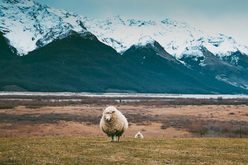 Gratis stockfoto met akkerland, beest, bergketen