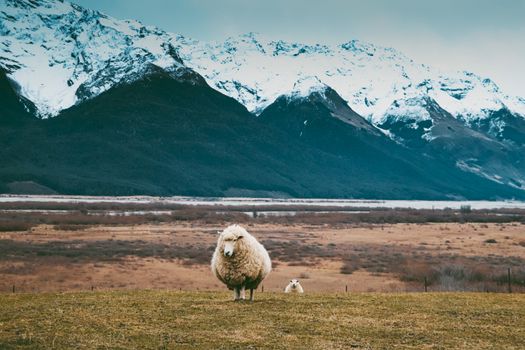 Glenorchy horse trek — New Zealand — Queenstown