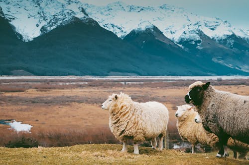 A Herd of Sheep on a Field Near a Snow Capped Mountain
