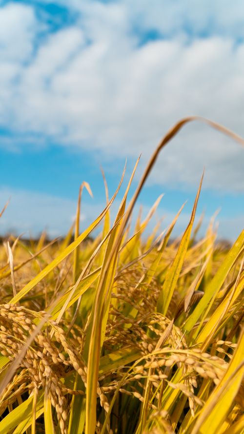 Free stock photo of reed, 갈대, 초로색 Stock Photo