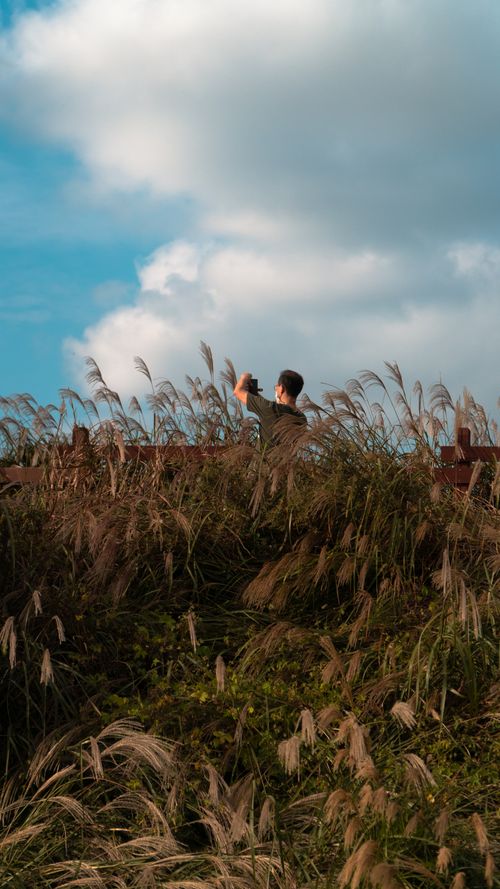 Free stock photo of human, landscape, 갈대 Stock Photo