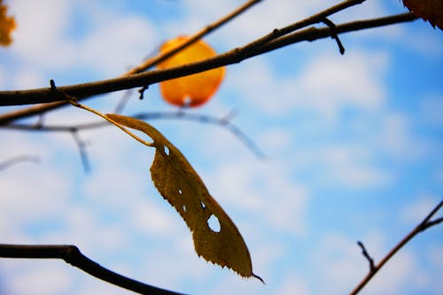 Free stock photo of autumn color, autumn leaf, autumn leaves Stock Photo