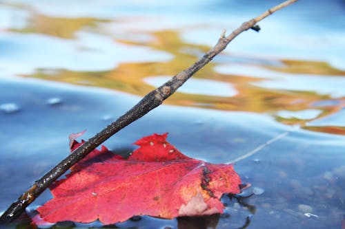 Free stock photo of autumn color, autumn leaf, lake Stock Photo