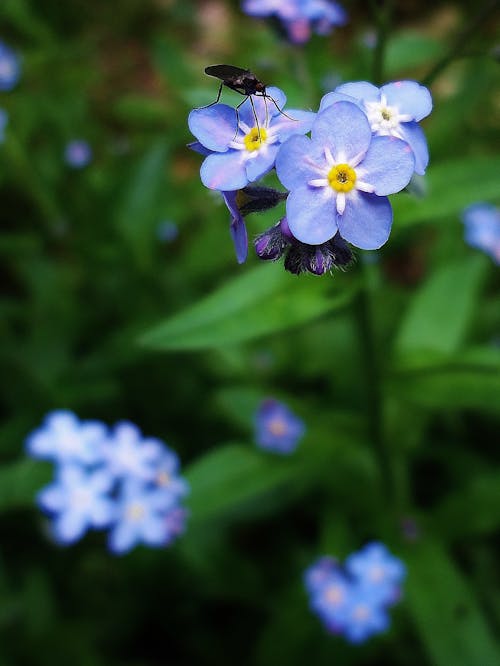 Ücretsiz Makro Lens Fotoğrafçılığında Mavi Ve Sarı çiçekler üzerinde Siyah Böcek Stok Fotoğraflar