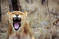 Lioness Roaring