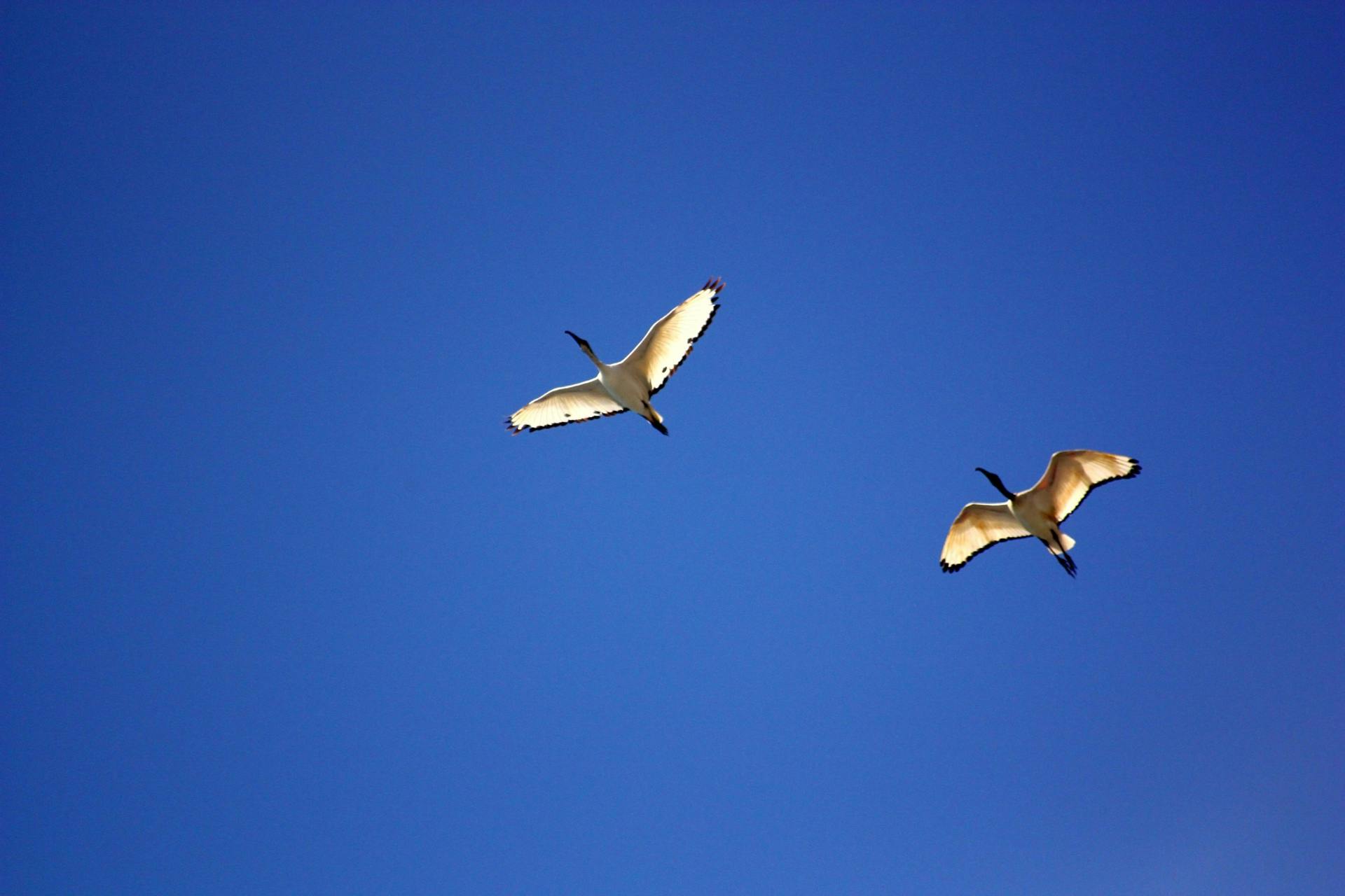 sea gull flying under blue sky during daytime