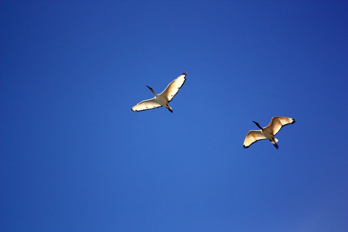 Sea Gull Flying Under Blue Sky during Daytime